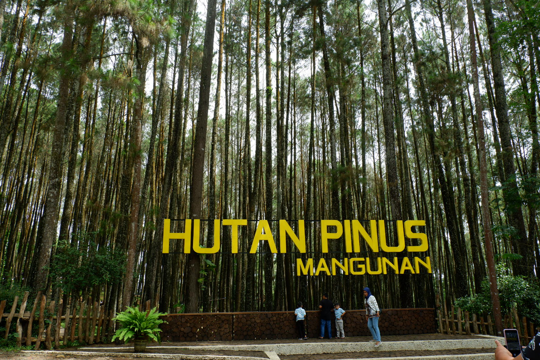 Keindahan Hutan Pinus dan Upacara Adat Ramah Wisata di KuaTanjungSelor